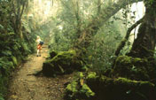 Kinabalu Forest (C) Bill Yeaton