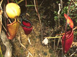Pitcher Plants (C) Bill Yeaton