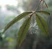 Spider Web (C) Bill Yeaton