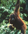 Orangutan (C) Bill Yeaton
