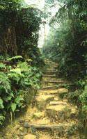 Kinabalu Forest (C) Bill Yeaton