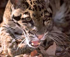 clouded leopards