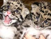 baby clouded leopards